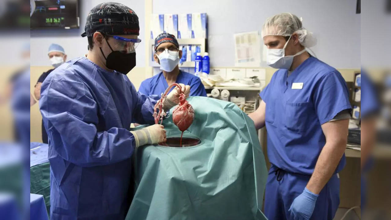 In this photo provided by the University of Maryland School of Medicine, members of the surgical team show the pig heart for transplant into patient David Bennett in Baltimore on Friday, Jan. 7, 2022. Researchers trying to learn what killed Bennett, the first person to receive a heart transplant from a pig, have discovered signs of an animal virus in the organ but cannot yet say if it played any role in the man’s death.