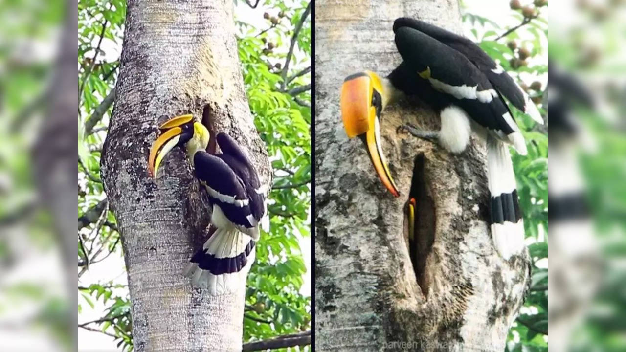 Viral video: Male Great Hornbill feeds partner inside nest | Viral News, Times Now