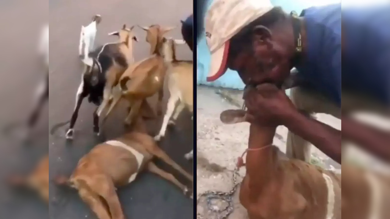 Viral video: Man performs CPR to revive trapped goat being dragged by herd,  wins the internet | Viral News, Times Now