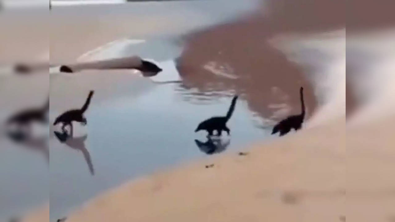 Illusion of dinosaurs running across a stream | Image courtesy: TwitterDinosaurs appear to cross a stream | Image courtesy: Twitter/@buitengebieden