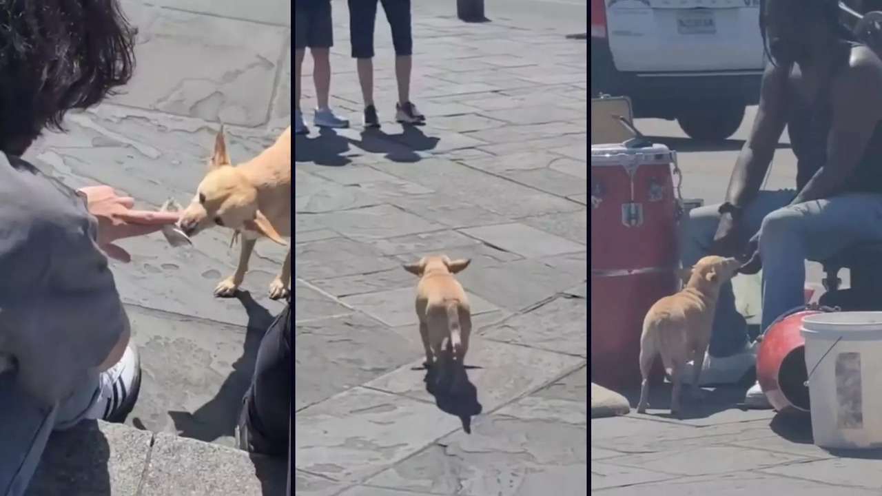 Dog fetching money for street performers | Image courtesy: r/AnimalsBeingBros