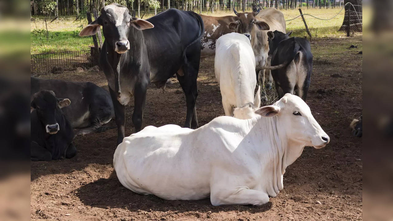 iStock-cows