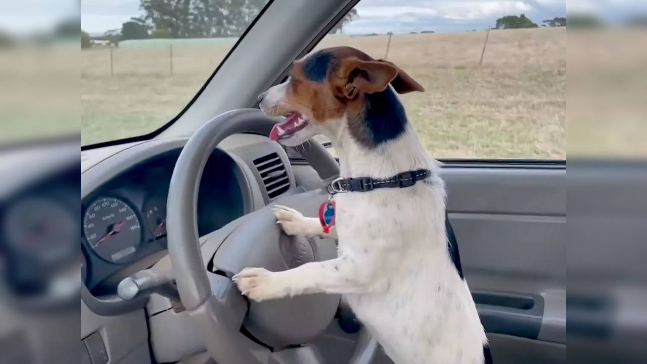 'Driving dog': Australian man teaches dog how to drive on farm in ...