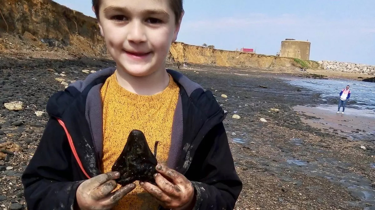 6 year-old finds megalodon shark tooth