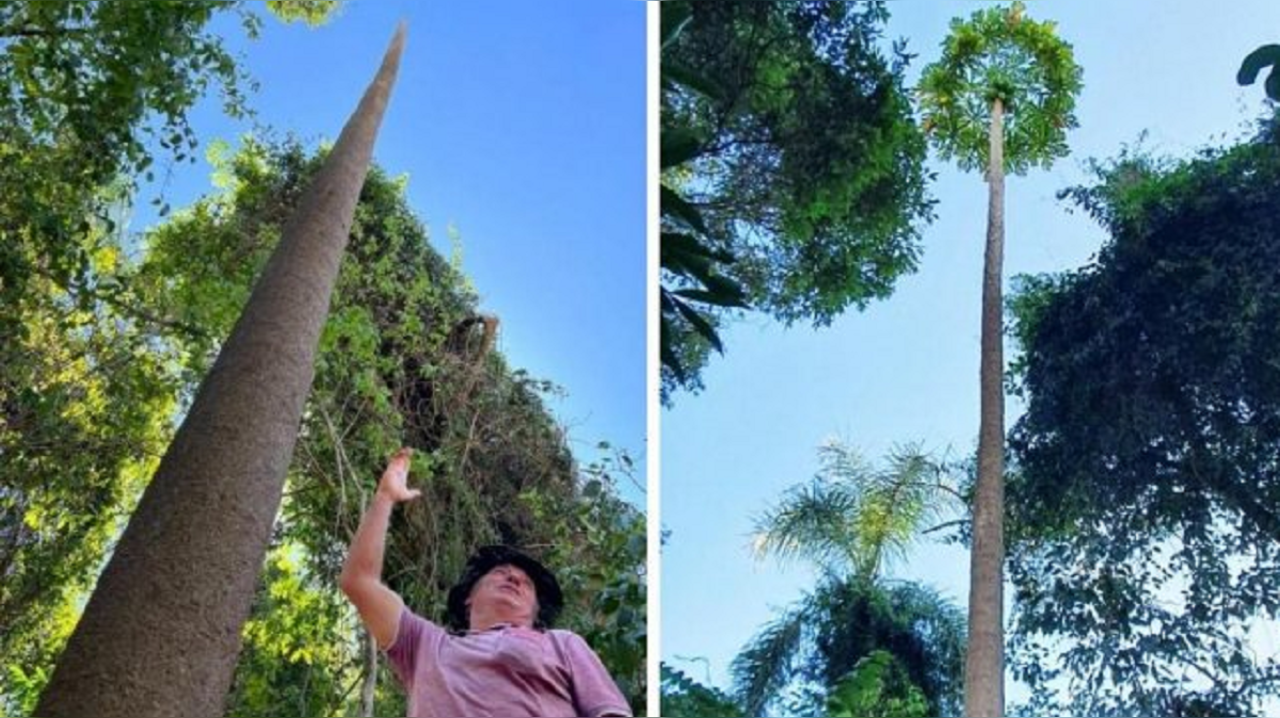 Tallest papaya tree