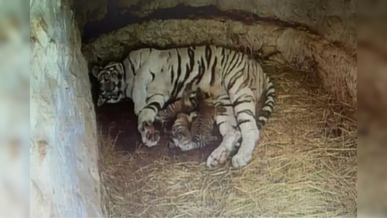 White tigress gives birth to 3 cubs in Mysuru Zoo | Times Now