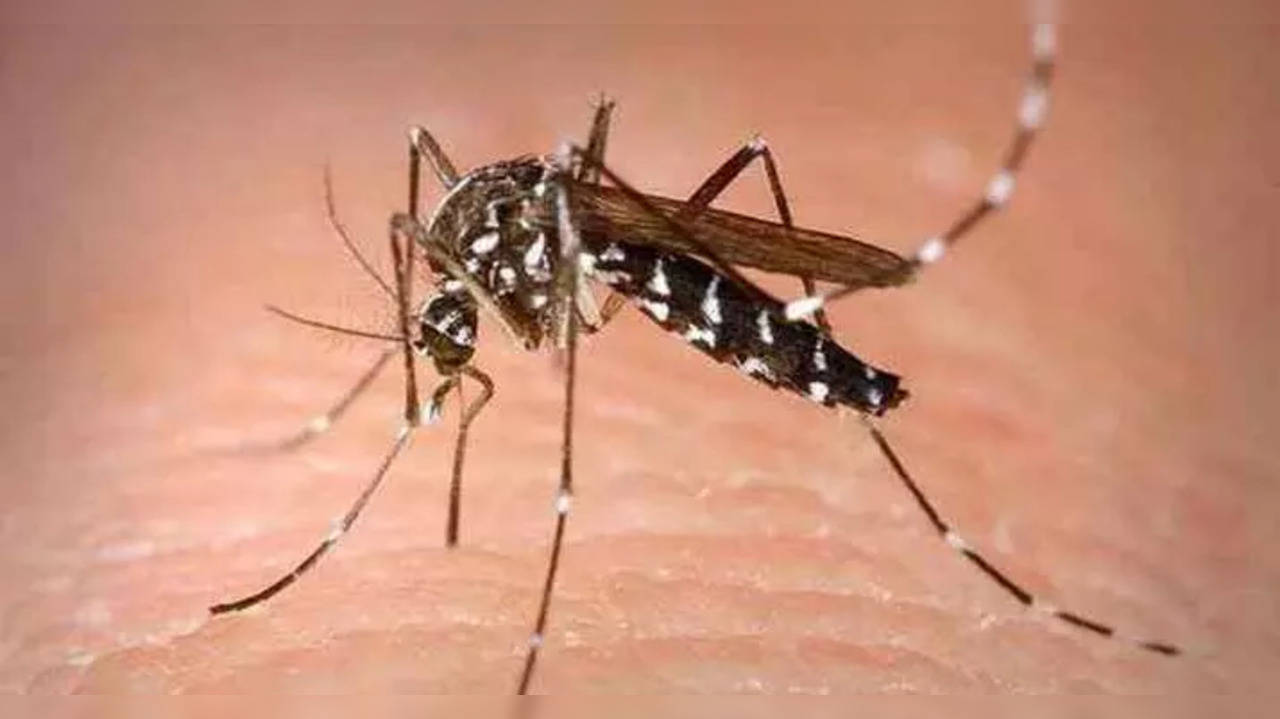 Zika Mosquito PTI image