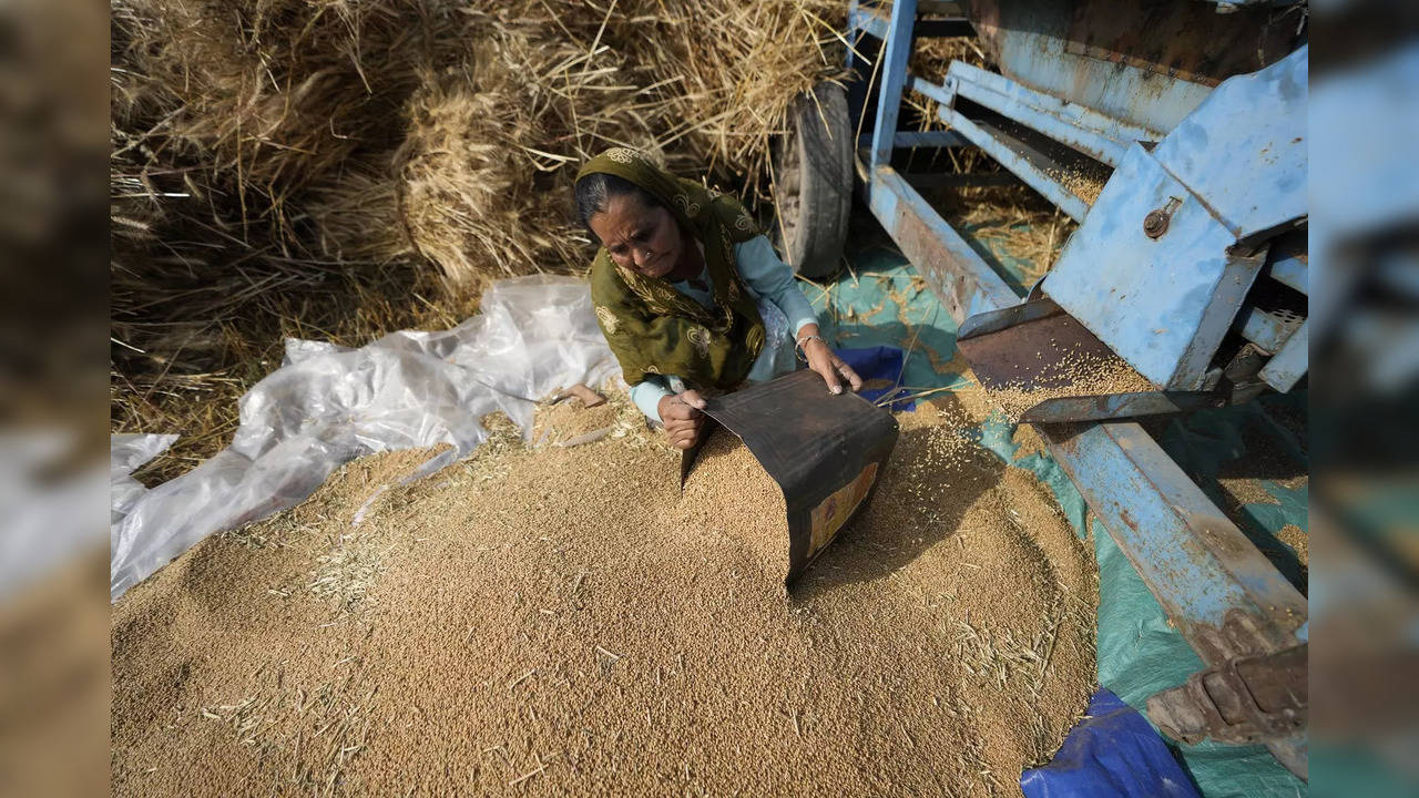 A woman sorts wheat harvested on the outskirts of Jammu.