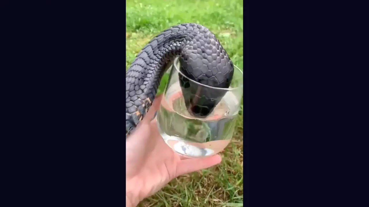 Viral Video: Thirsty Cobra Drinks Water From A Glass, Internet Stunned