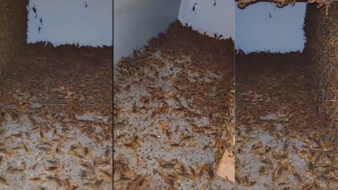 Viral video: Thousands of scorpions crawl inside abandoned house ...