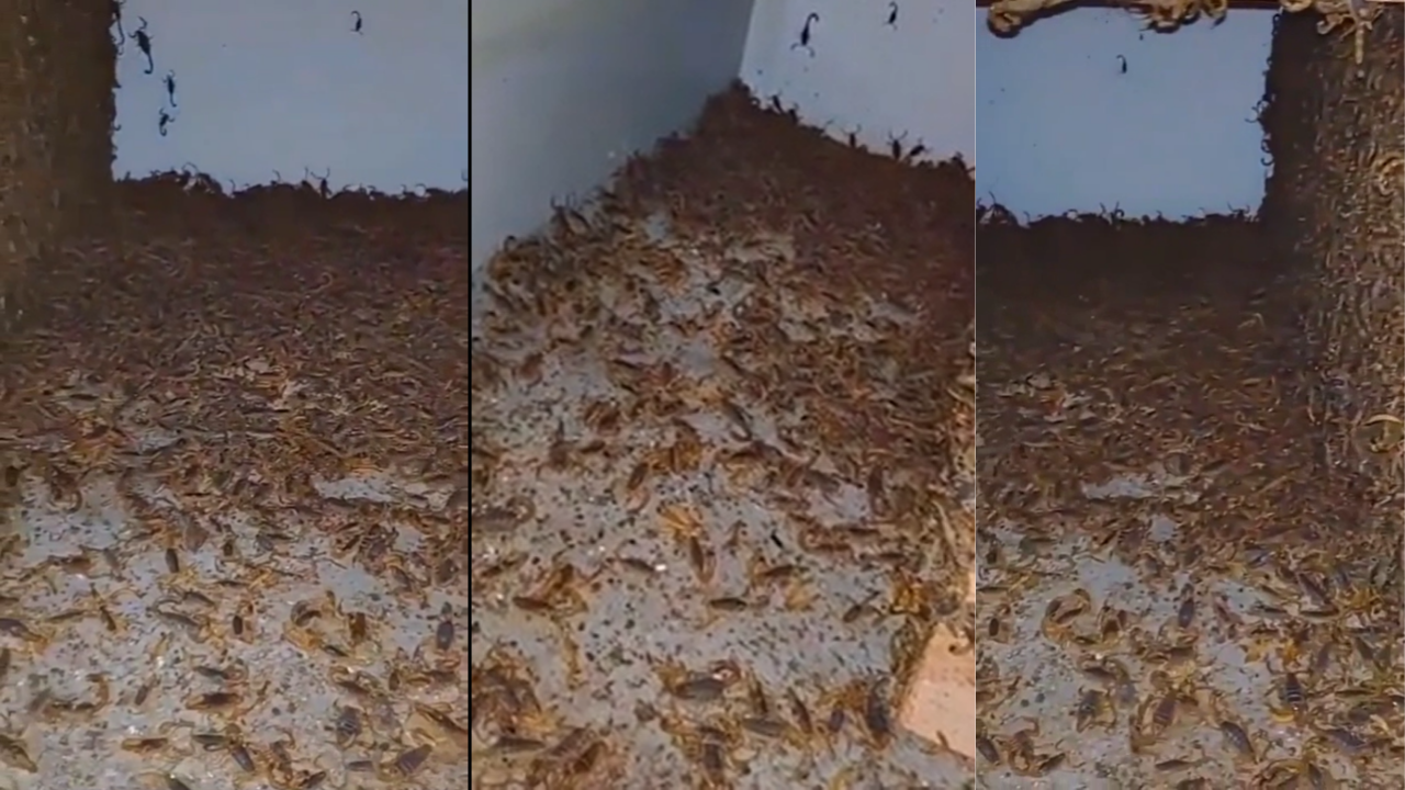 Thousands of scorpions crawl inside abandoned house