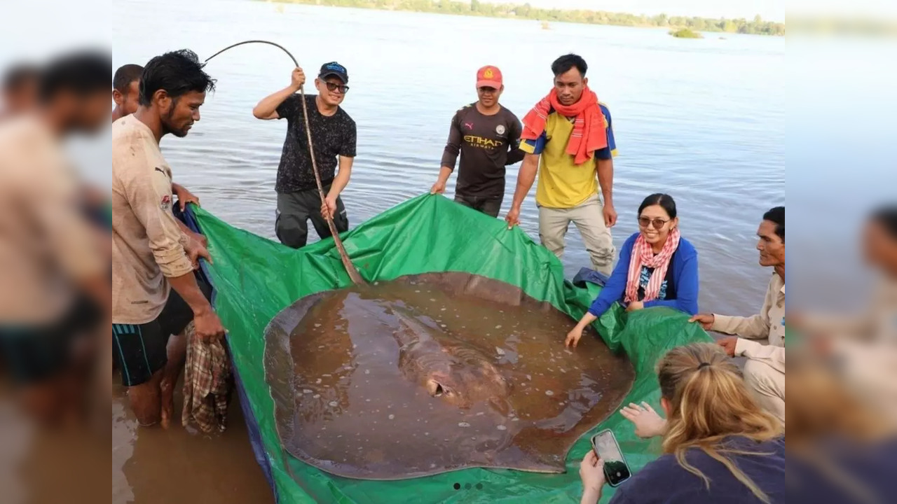 A female giant freshwater stingray caught in Cambodia | Image courtesy: Instagram/@mekongwonders