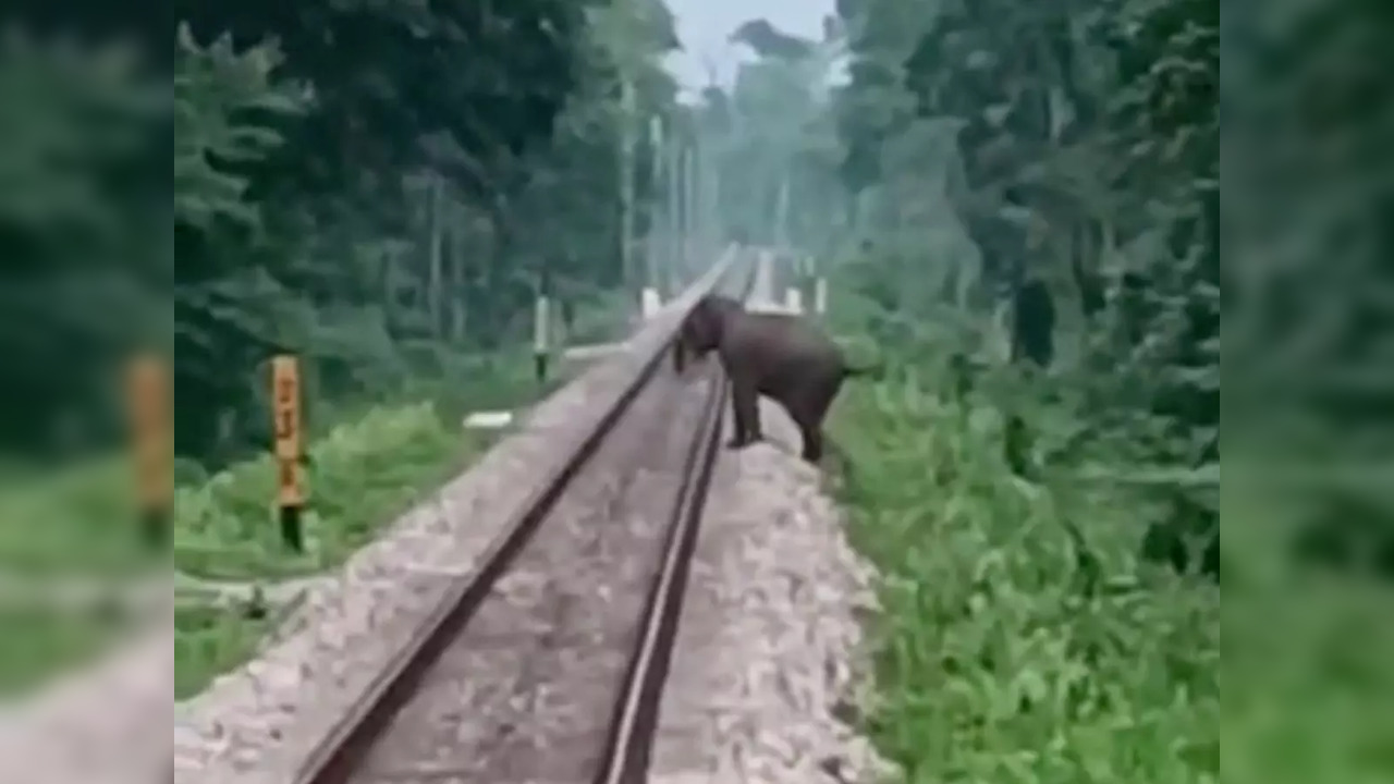 Wild elephant crosses railway track in West Bengal | Image courtesy: Alipurduar Divisional Railway Manager