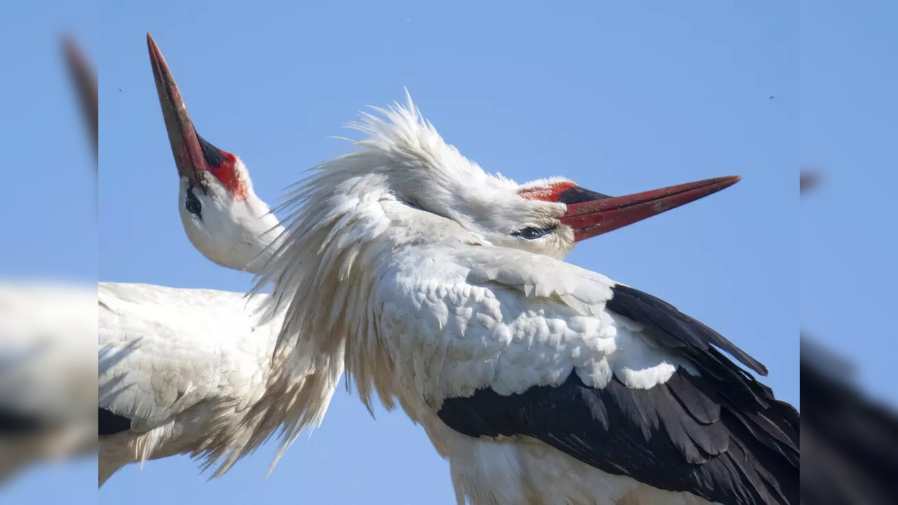 When the migratory birds fly in the night, they get disoriented in the night causing them to collide with buildings.