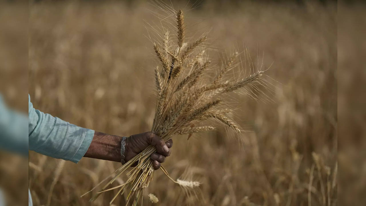 India bans wheat exports