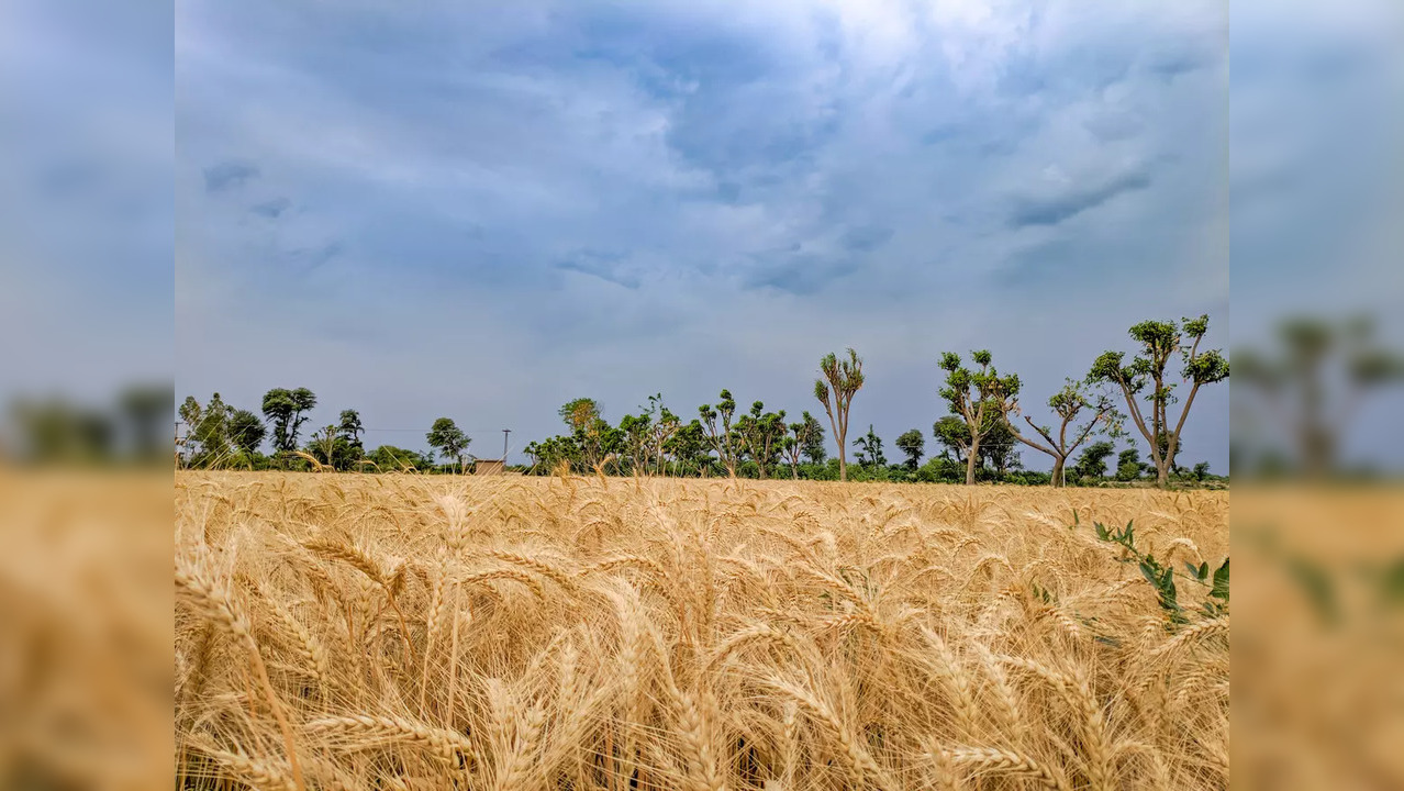 Shrivelled wheat norms relaxed to 18 percent for Punjab, Haryana and Chandigarh