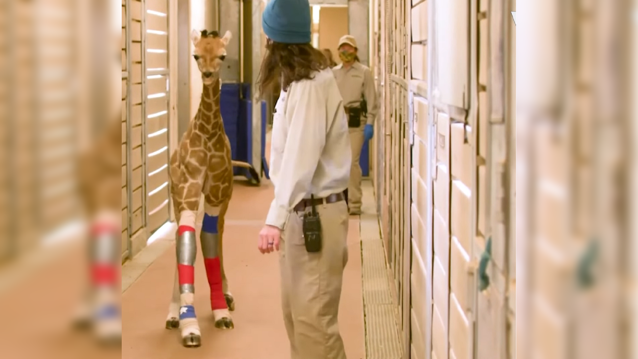 Giraffe calf stands and walks after leg brace treatment