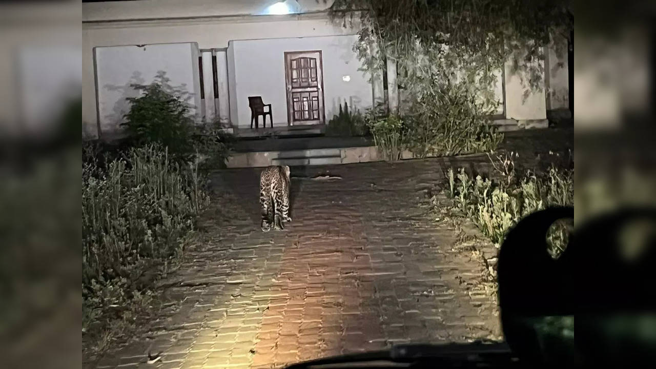 A leopard takes a stroll outside a rest house in Katarniaghat Wildlife Sanctuary | Image courtesy: IFS officer Akash Deep Badhawan