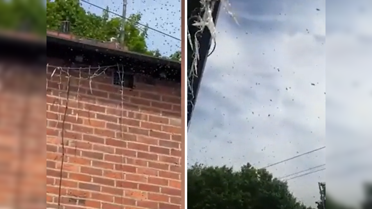 Family trapped at home due to invasion by wasp swarm