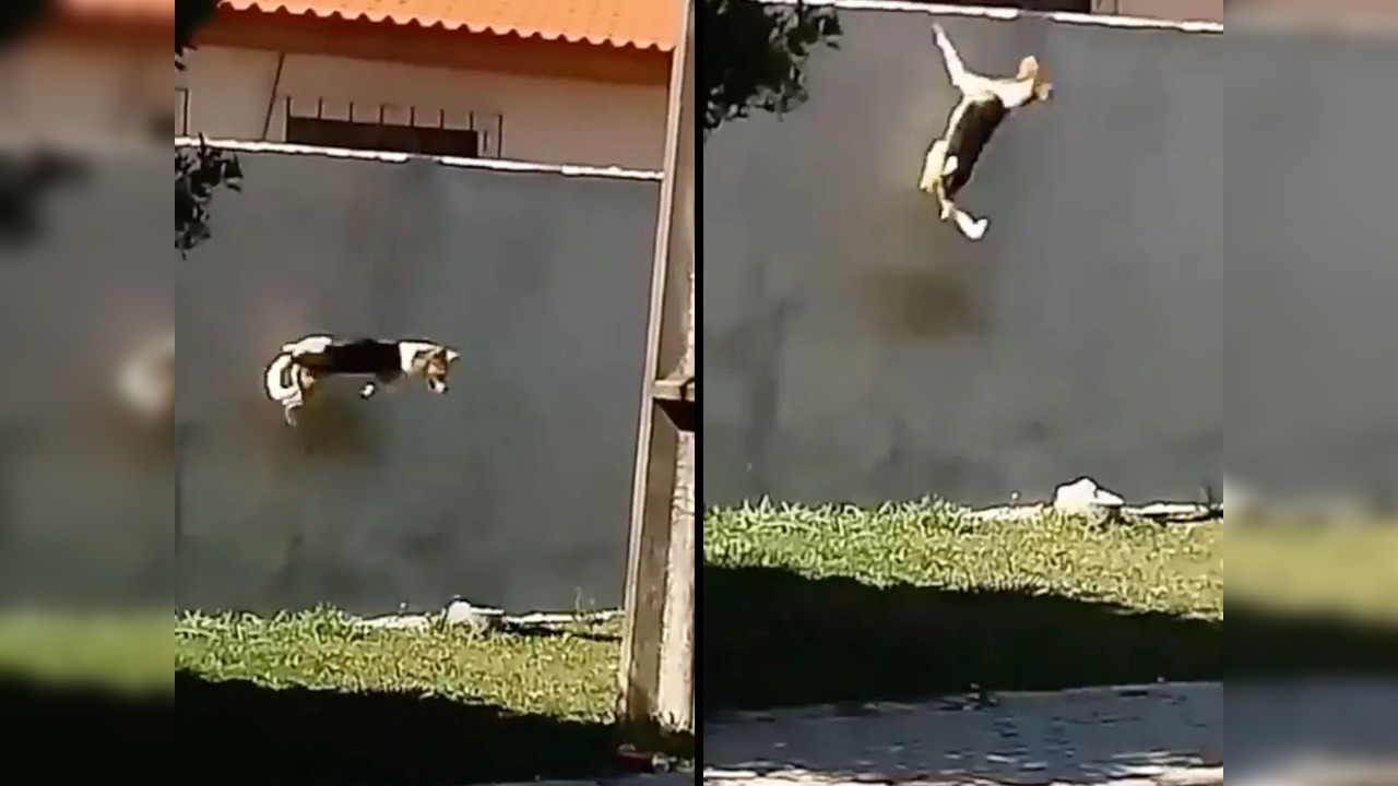 Persistent dog attempts to jump over high wall | Image courtesy: Twitter/@TansuYegen