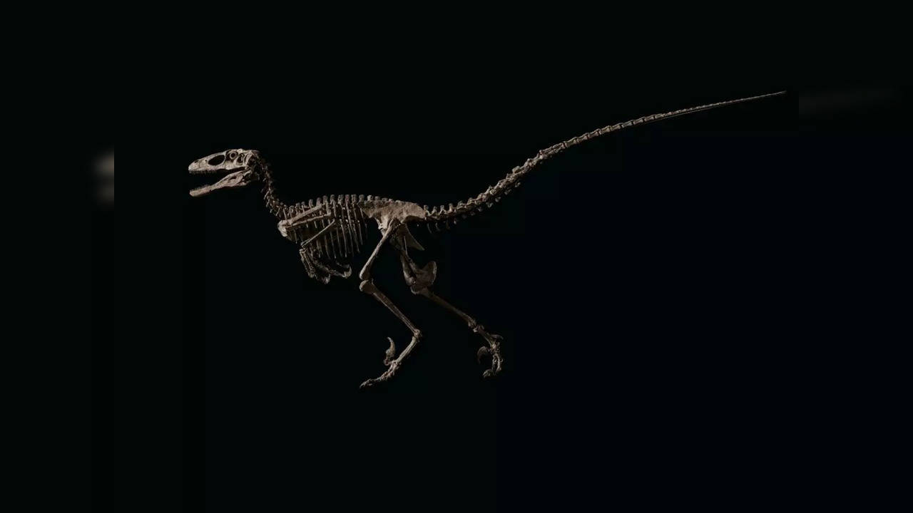 Skeleton of Hector, the dinosaur that inspired 'Jurassic Park' | Image courtesy: christies.com