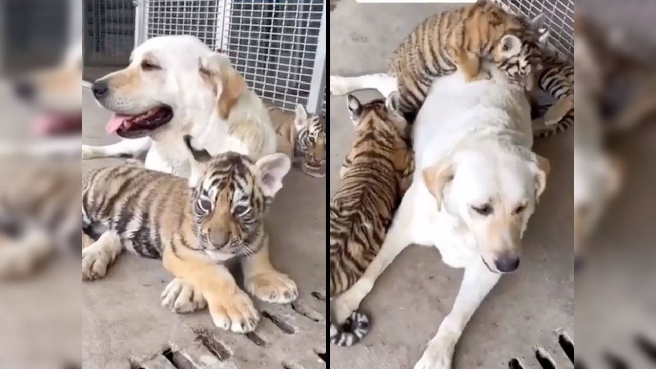 Tiger father breaks stereotype by caring for 4 cubs after mom's death,  surprises experts