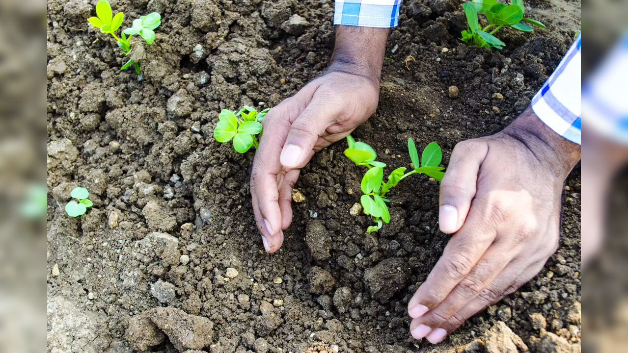 iStock-sapling