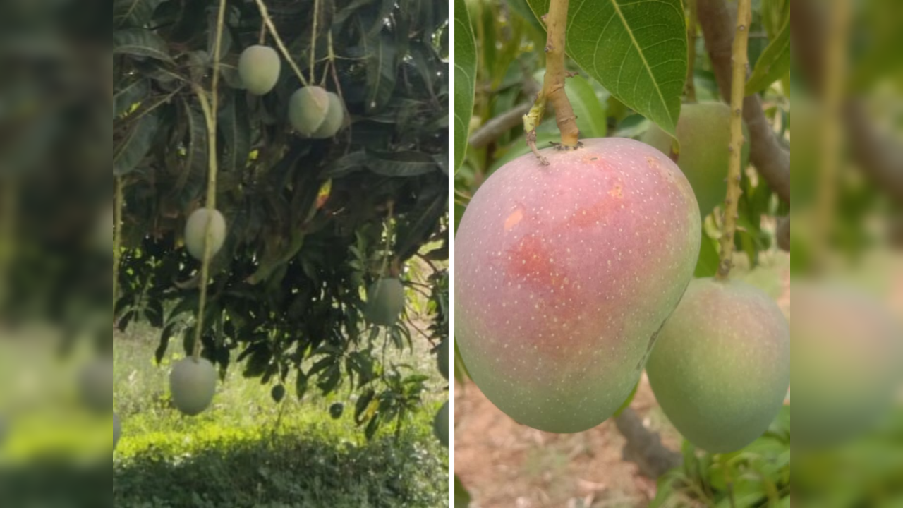 Karnataka government sells mangoes on new web portal; customers to get