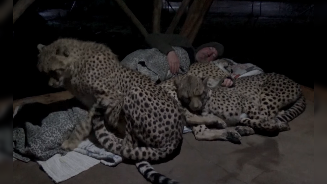 Man takes a nap with cheetahs