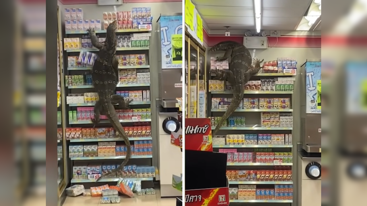 Monitor lizard destroys supermarket shelves.