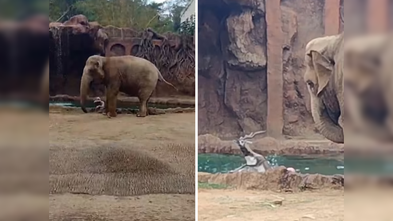 Elephant alerts zookeeper to a drowning antelope