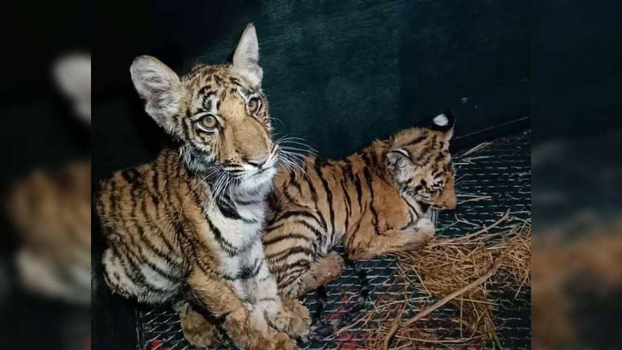 tiger cubs