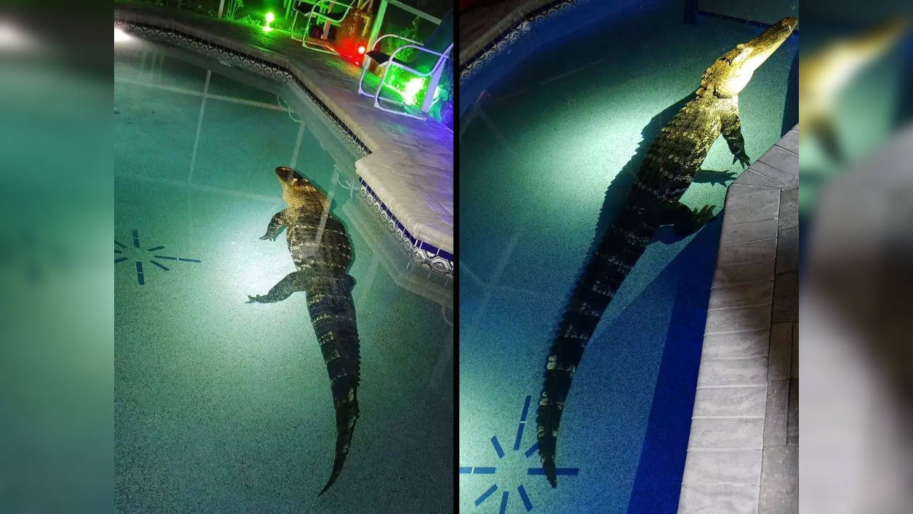Nearly 11-foot-long alligator takes a dip in a Florida family's swimming pool | Image courtesy: Charlotte County Sheriff's Office