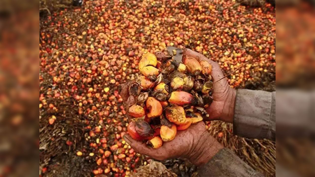 Palm oil export