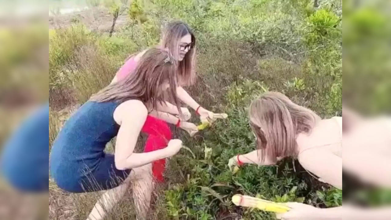 A group of women plucking the Nepenthis holdenii plant (Photo Credit: Newsflare)