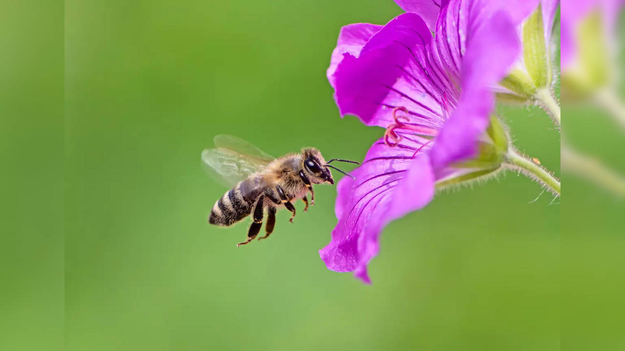 The pollinators not only contribute to global food security but they are also playing a vital role in conserving the biodiversity.