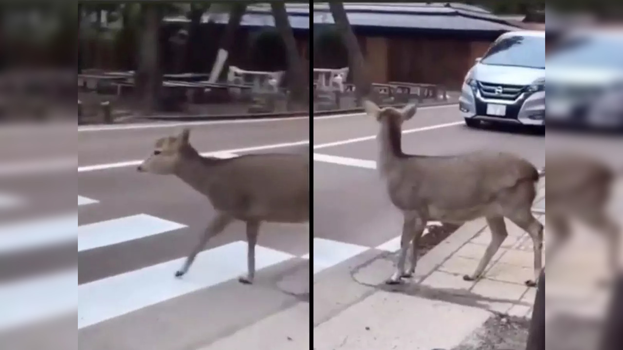 A deer crosses a street using the zebra crossing | Image credit: Twitter