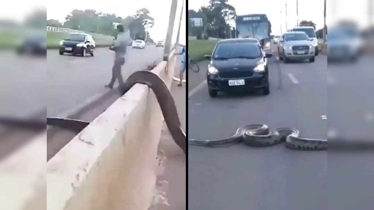 A giant anaconda crosses a busy street | Image courtesy: Instagram/@snake.wild