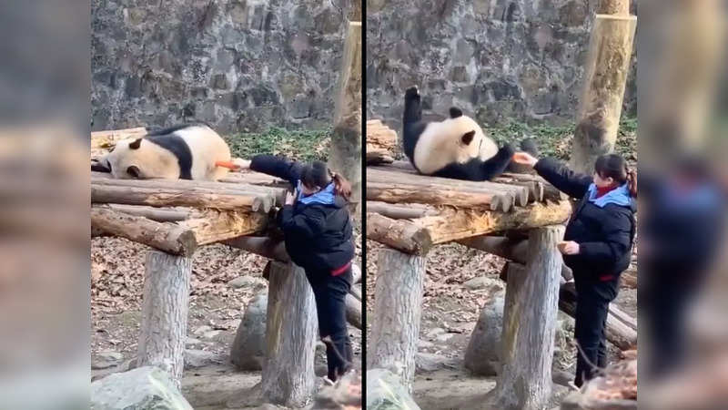 Panda rolls over to have carrots brought by zookeeper | Image credit: Twitter