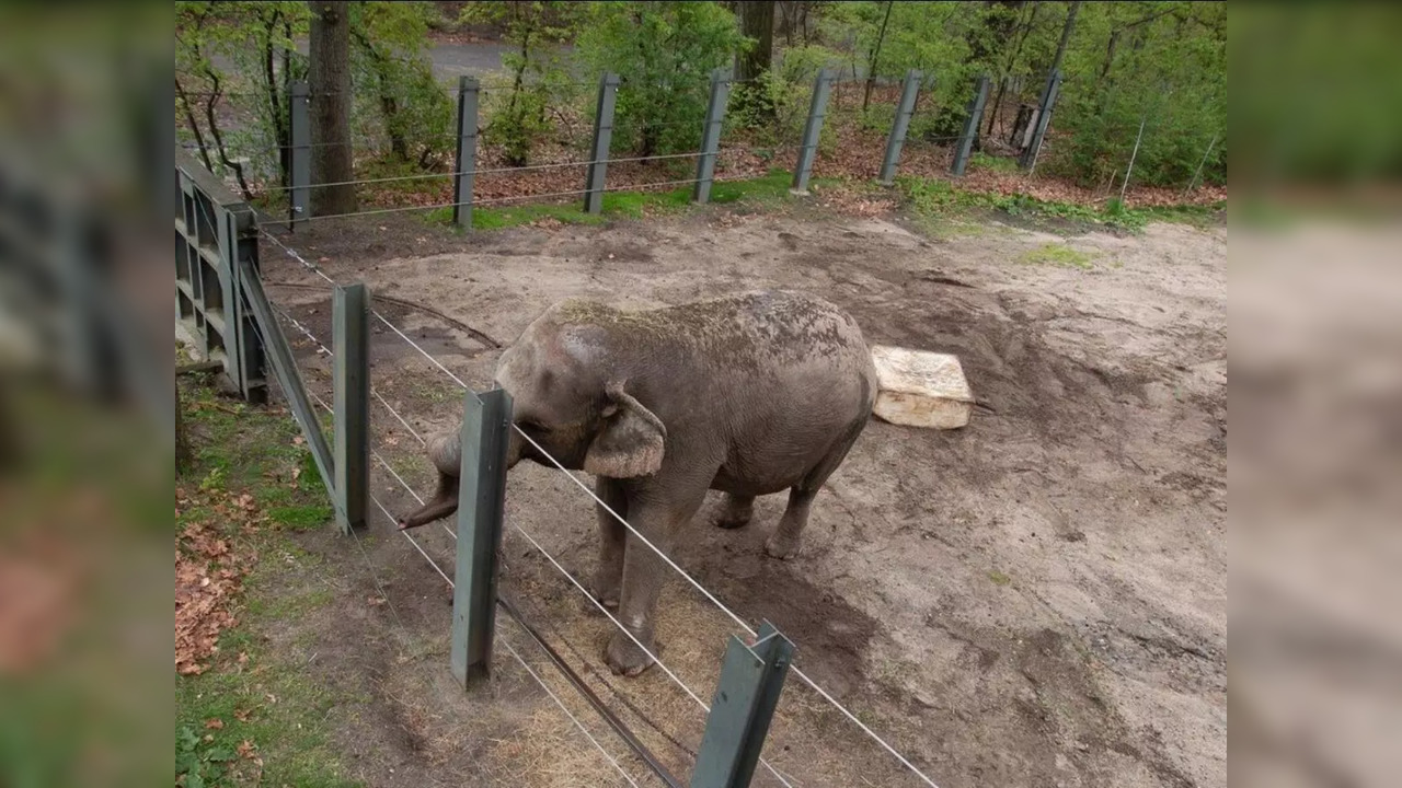 Happy, 51, stands at the edge of her enclosure at the Bronx Zoo | Image courtesy: Instagram/@nonhuman.rights.project