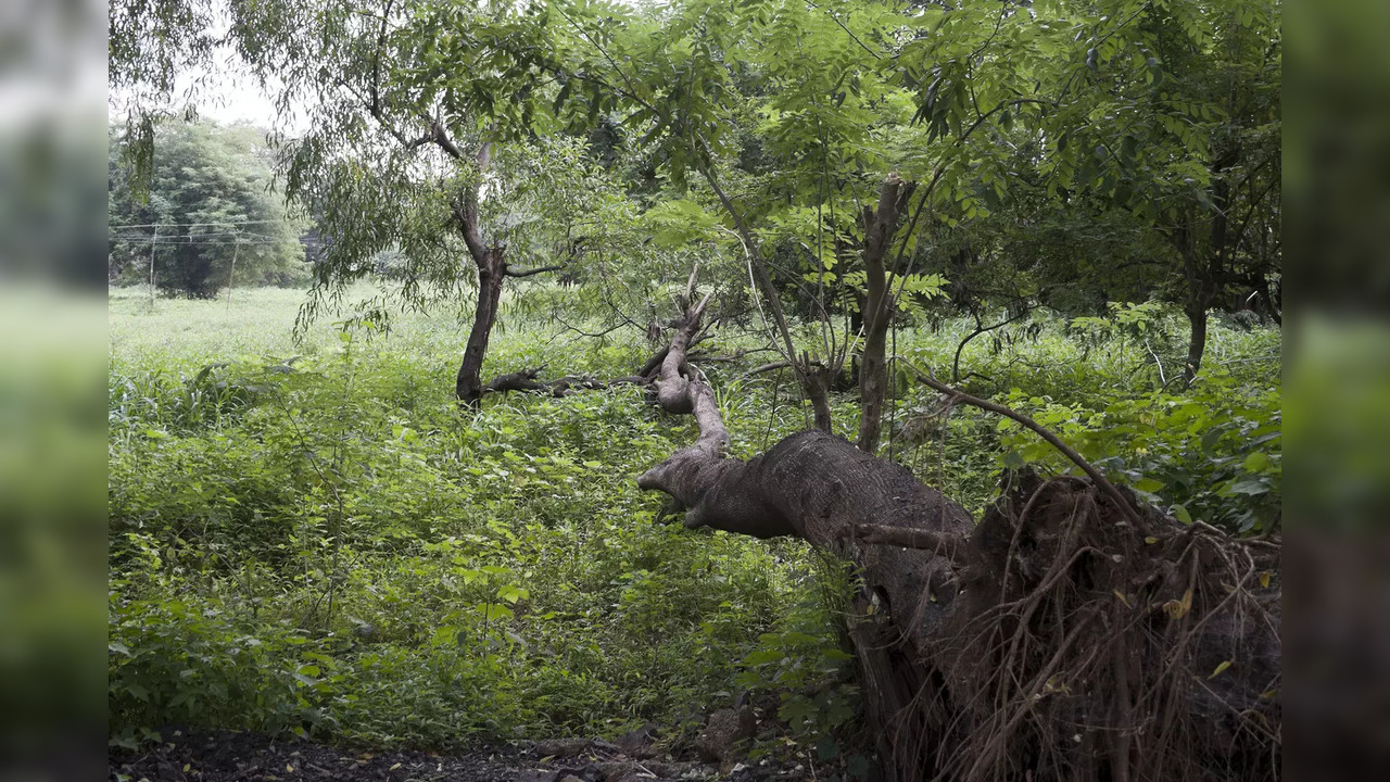 Maharashtra: Forest department officials demolish illegal structures at Sai Bangoda forest land