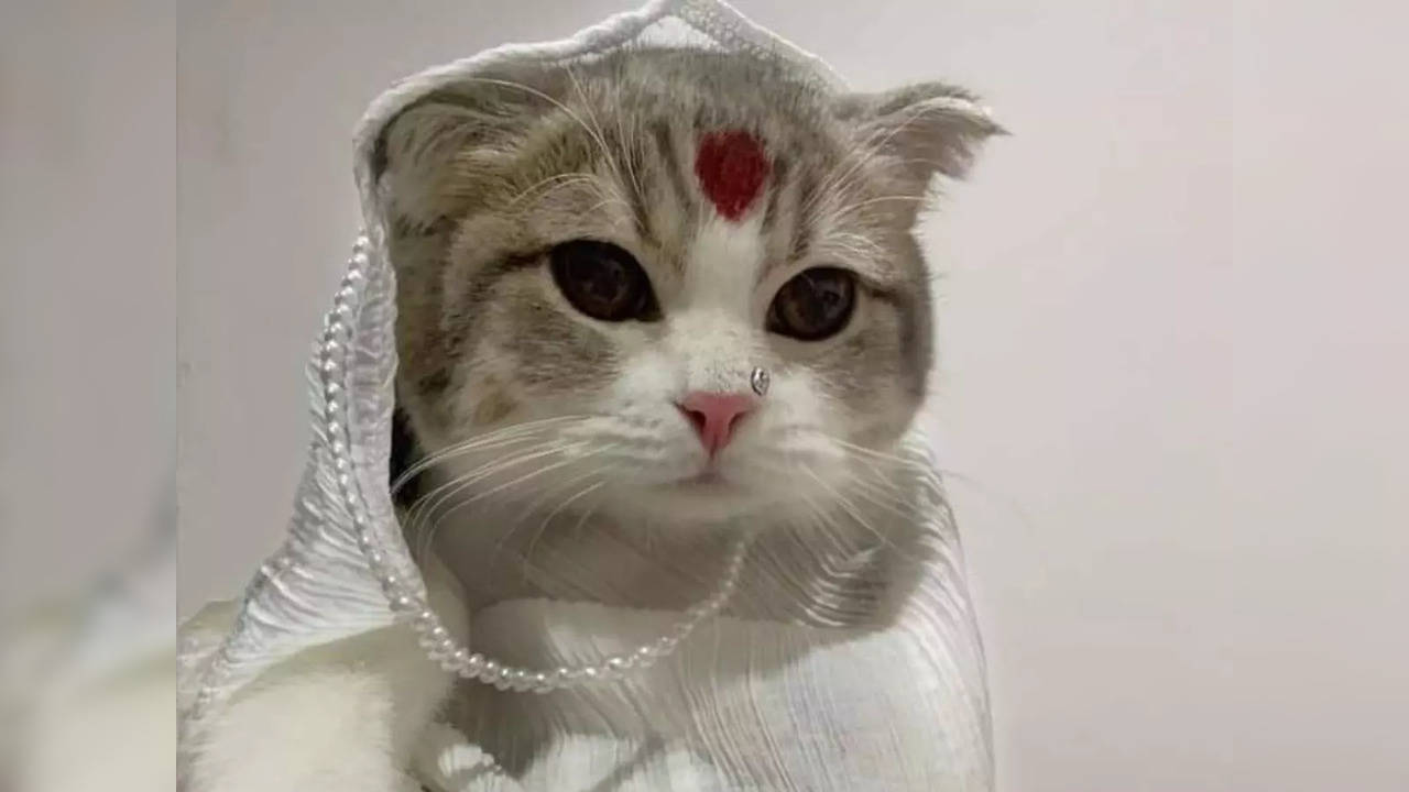 Gangubai Cathiawadi, a cat dressed as Alia Bhatt | Image courtesy: Twitter/@artbyabhuna