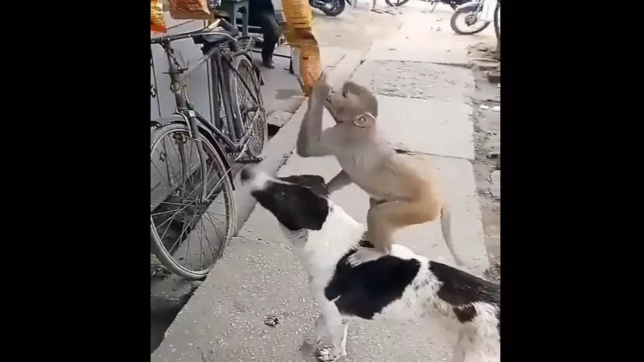 Dog helps monkey steal packet of potato chips