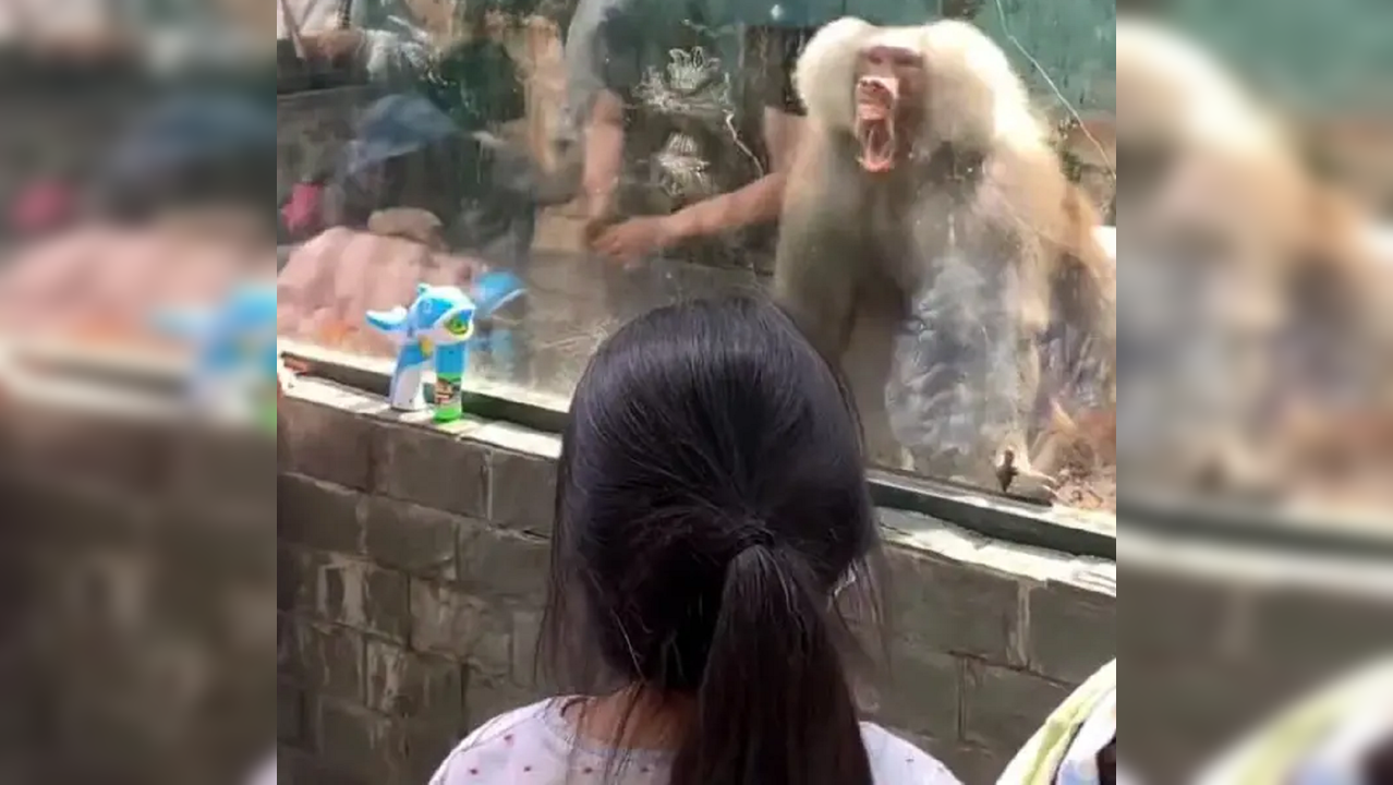 ​Baboon tries to bite children mocking it at zoo​