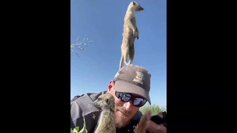 Meerkat on the lookout for prey stands on a photographer's head | Image courtesy: Instagram/@nickkleer