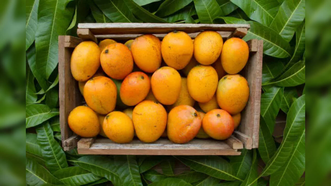 Bihar Mango crops face the brunt of heat; only 30 of total mango
