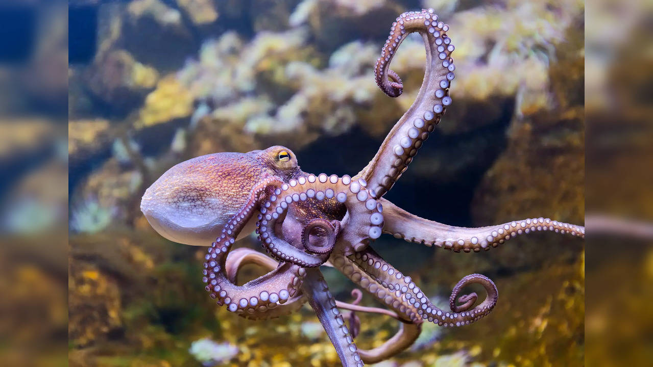 Octopuses torture and eat themselves after mating, before laying ...