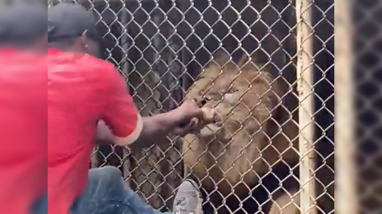 Lion rips off man's finger in Jamaica zoo