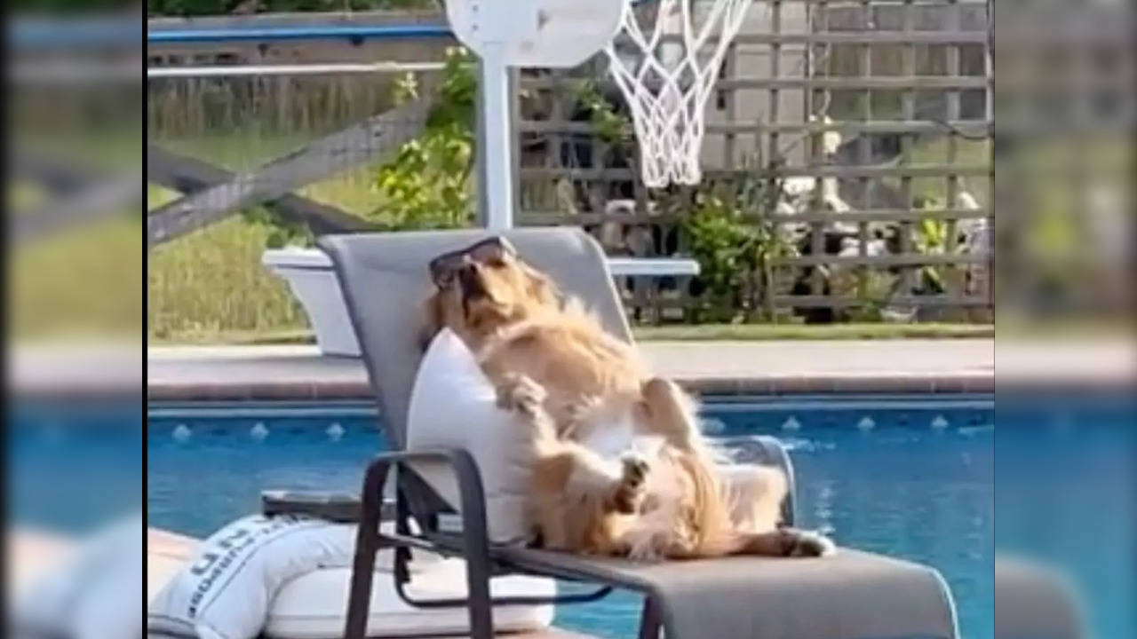 Viral video: This golden retriever literally has a 'Beware of dog' sign for him; internet is in splits