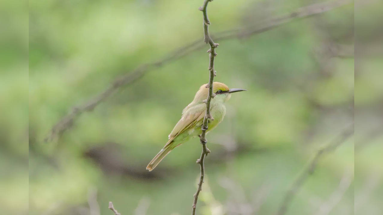 Patrol passage to be built alongside Asola Bhatti Wildlife Sanctuary by Delhi govt